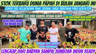 REVIEW AGLAONEMA DARI PETANI LOKAL MAGELANG‼️RATUSAN POT SIAP DI TERBANGKAN‼️