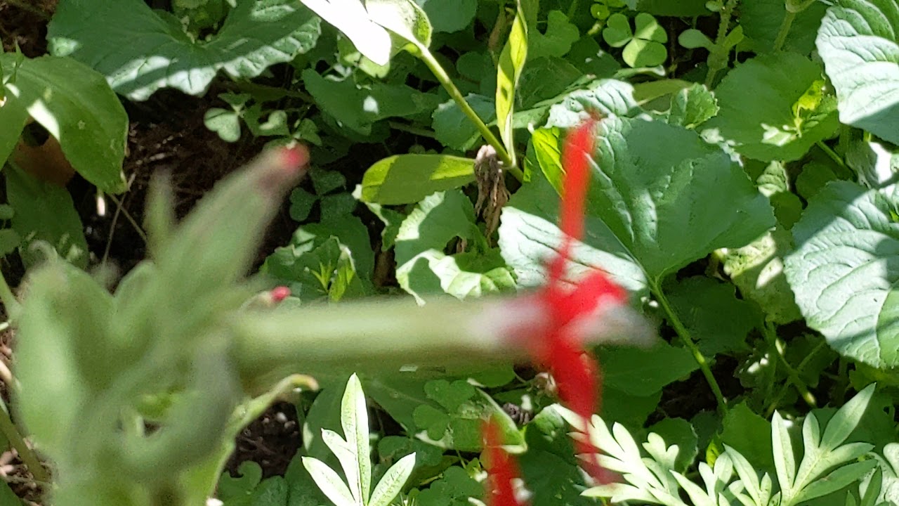 Royal Catchfly (Silene regia)