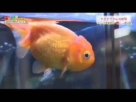 12/21【げっきんＳ】～アクアリウムで人気魚の飼い方～