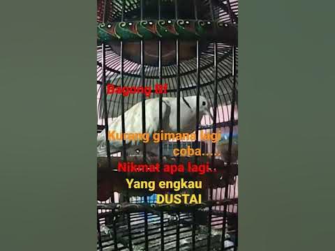 Suara puter anak JUARA Telung Segoro - YouTube