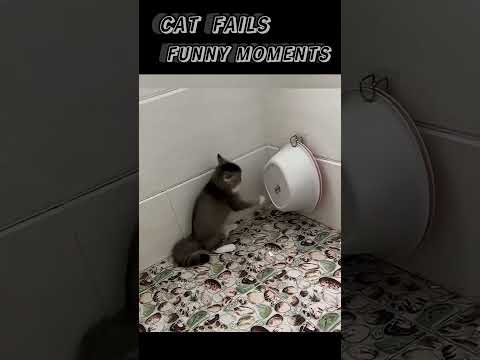 cat fails funny moments 😂🤣