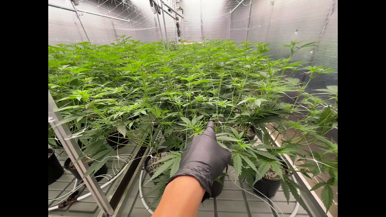 How to Defoliate cannabis