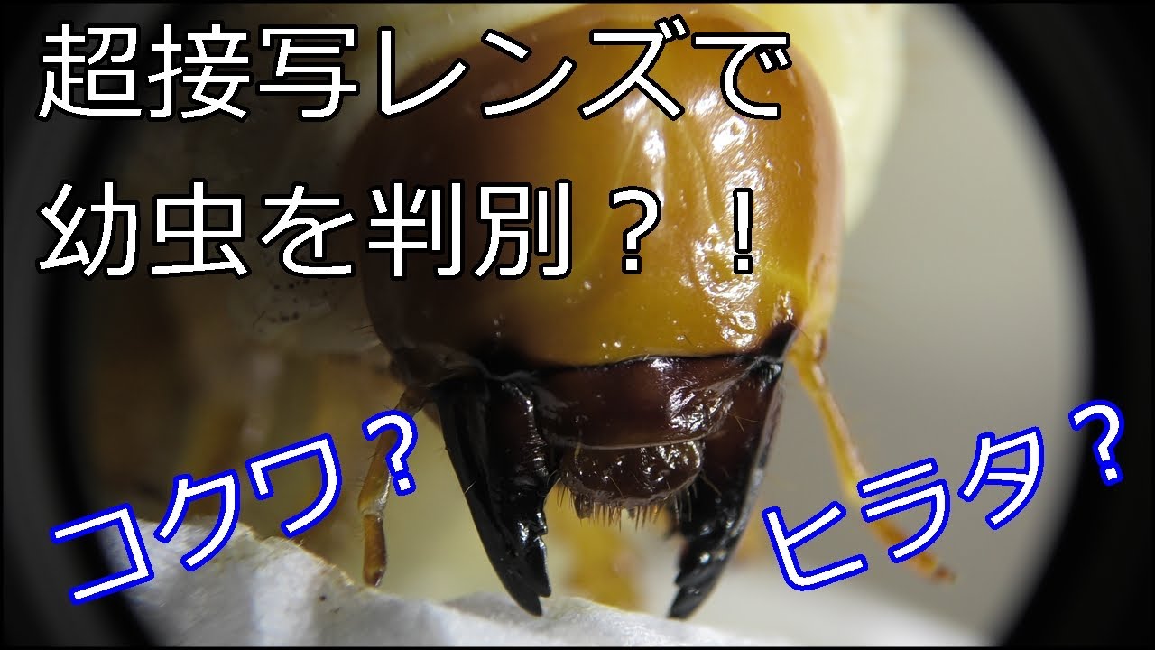 クワガタの幼虫を超接写で観察 ヒラタとコクワの見分け方 Youtube