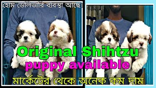 original shihtzu dog puppies sale in West Bengal Kolkata | low price shih-tzu puppy #dog #shihtzu by pom Tv Love dog & (vlog) 142 views 1 month ago 1 minute, 22 seconds
