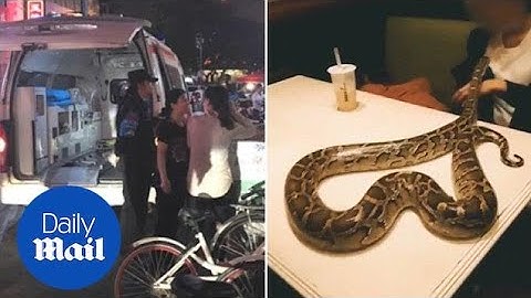 Restaurant owner faints when diner brings in a pet python - Daily Mail