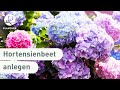 Hortensien im garten einpflanzen