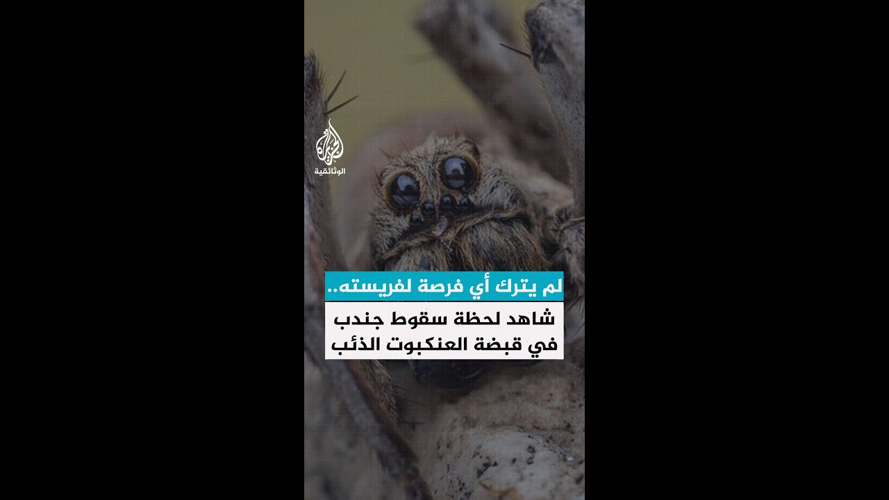 لم يترك أي فرصة لفريسته.. شاهد لحظة سقوط جندب في قبضة العنكبوت الذئب