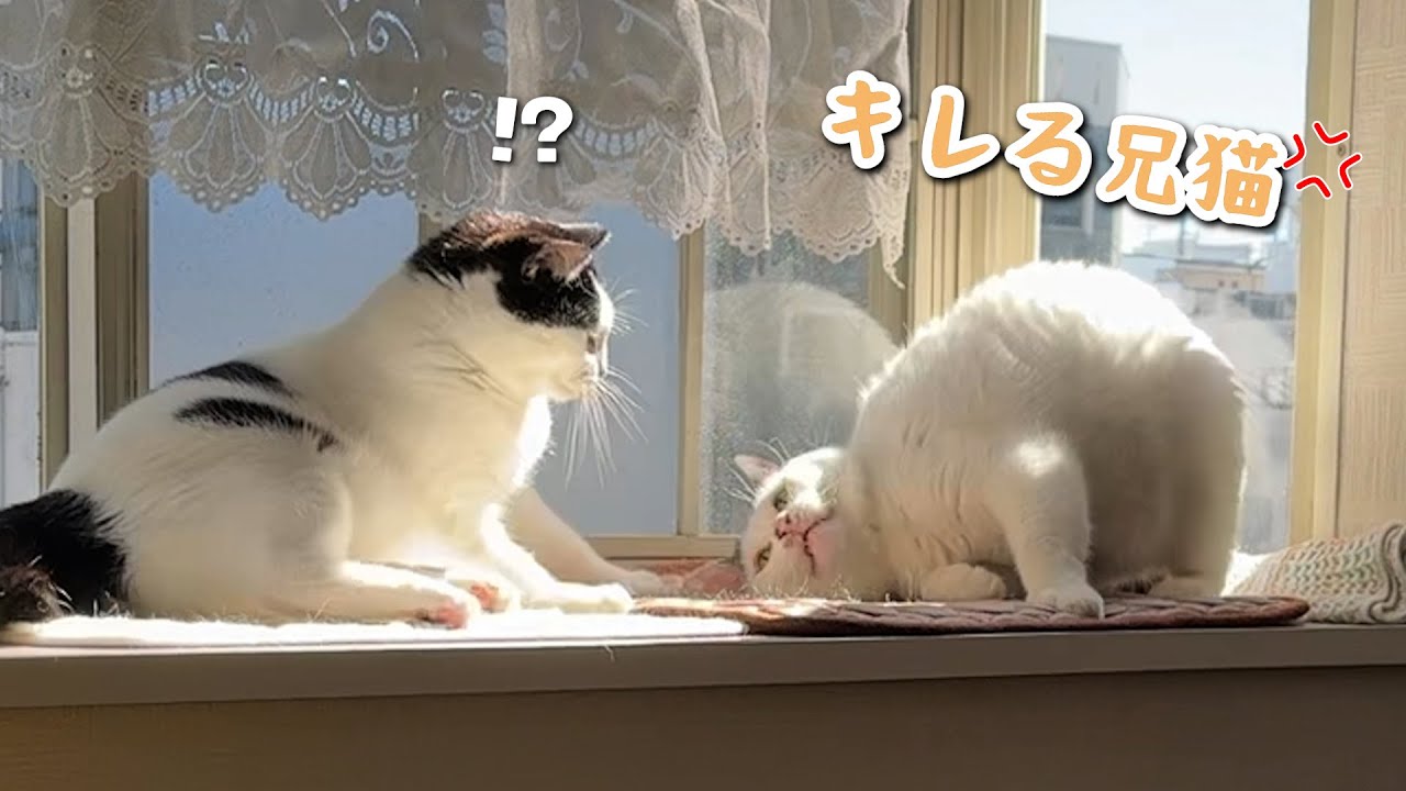 Когда старший кот злится на свою младшую сестру за то, что она заняла его любимое место, она бьёт...