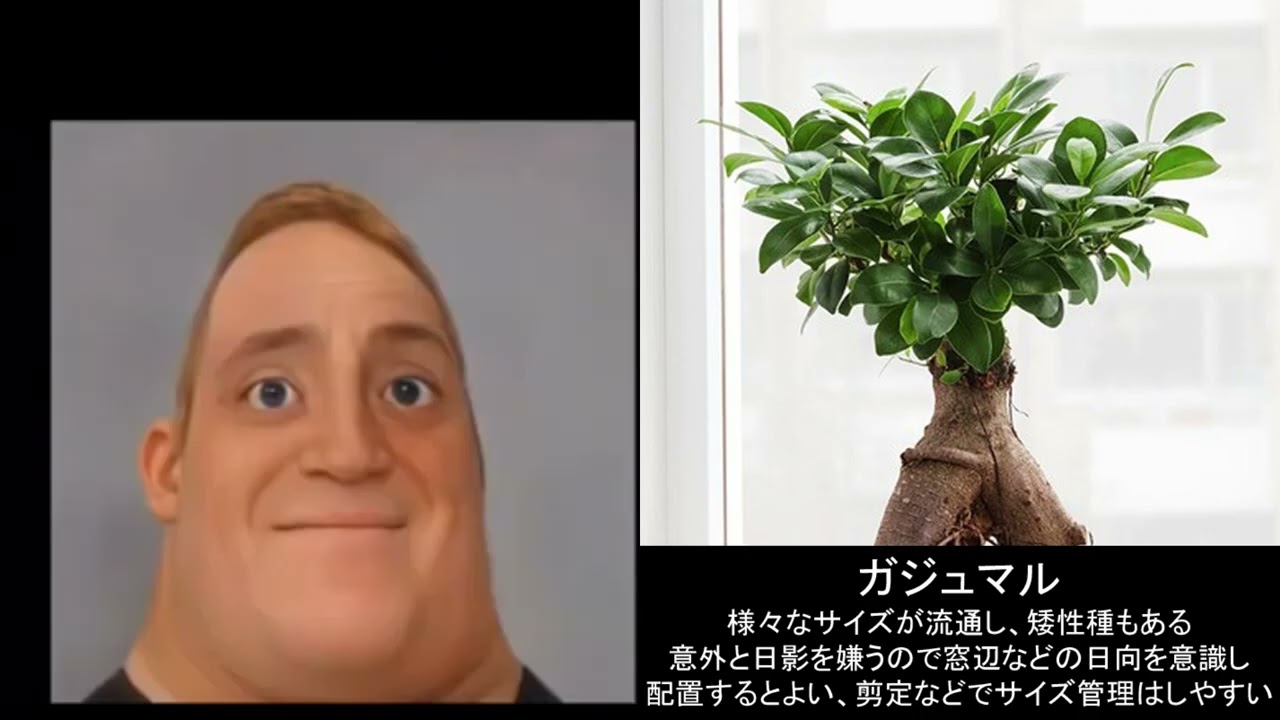 Mr.インクレディブルと見る扱いやすい観葉植物