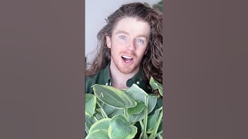 #pov say Hello in Irish ##youtubeshorts