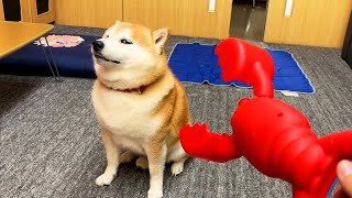 Shibe is greatly disappointed with the souvenir from the aunt and becomes furious.