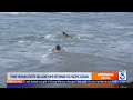 3 rehabilitated sea lion pups returned to Pacific Ocean