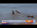 3 rehabilitated sea lion pups returned to Pacific Ocean