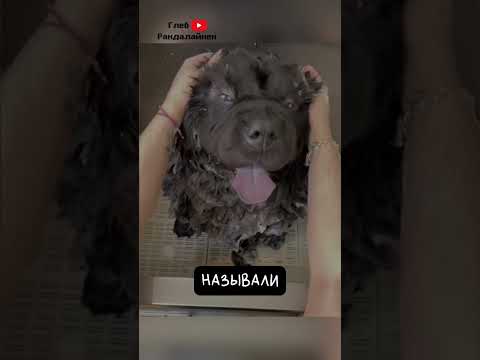 Чау-чау 😝 Кошки в Теле Собаки