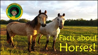 Horse Facts for Kids | All about Horses
