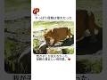 水に落ちちゃった赤ちゃんライオン