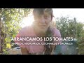Arrancamos los #Tomates ! Esto es Amarlos, Regalarlos, Cocinarlos y Sacarlos!
