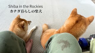 When I came home after 18 days, Shiba Inus occupied both my legs and I couldn't move [4K] by Shiba in the Rockies / カナダ暮らしの柴犬 19,671 views 1 month ago 6 minutes, 40 seconds