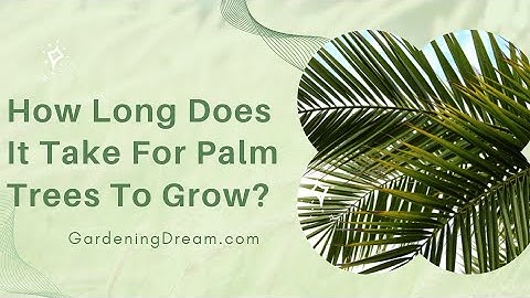 How Long Does It Take For Palm Trees To Grow?