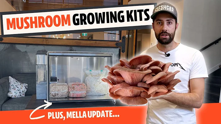 ZERO Effort Mushroom Growing? (Mushroom Kits + Mel...