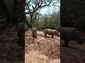 Mighty White Rhinoceros  #shorts # Second Largest Land Animal # Mysore  Zoo # Critically Endangered