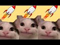 Beluga cat  do not miss this next meme coin 100x rocket  100m market cap loading  