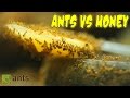 Ants vs. Honey | An Update on My Ant Colonies