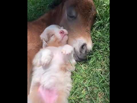 Puppy and Foal Relax in the Sun with Snuggles