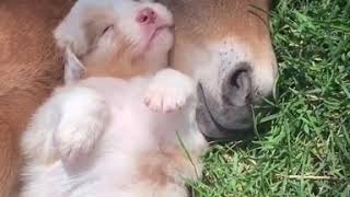 Puppy and Foal Relax in the Sun with Snuggles