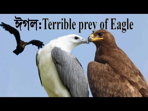 Eagles:Eagle attack/Terrible prey of eagles/Eagle eye/শিকারী ঈগল
