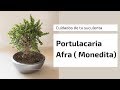 📍Cuidados Portulacaria Afra (Monedita)🌱 🌿