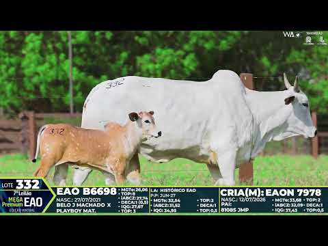 LOTE 332