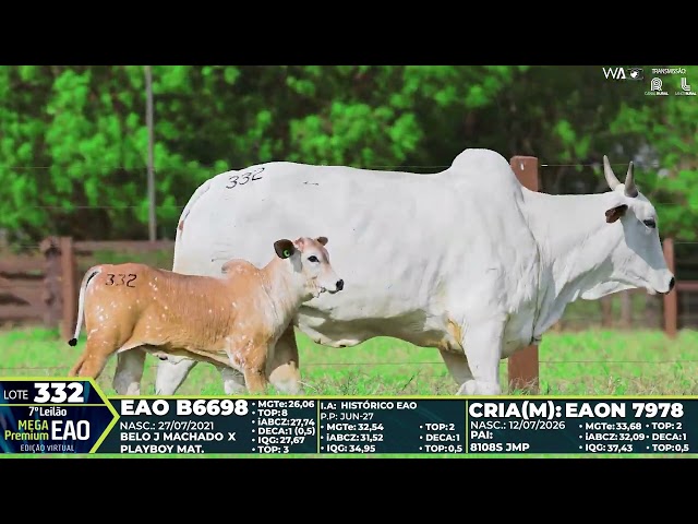 LOTE 332