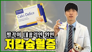 발작의 대표적인 원인 저칼슘혈증! 이걸로해결하자 [우리동네수의사]