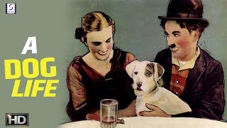 A Dogs Life - Charlie Chaplin Comedy Movie - HD