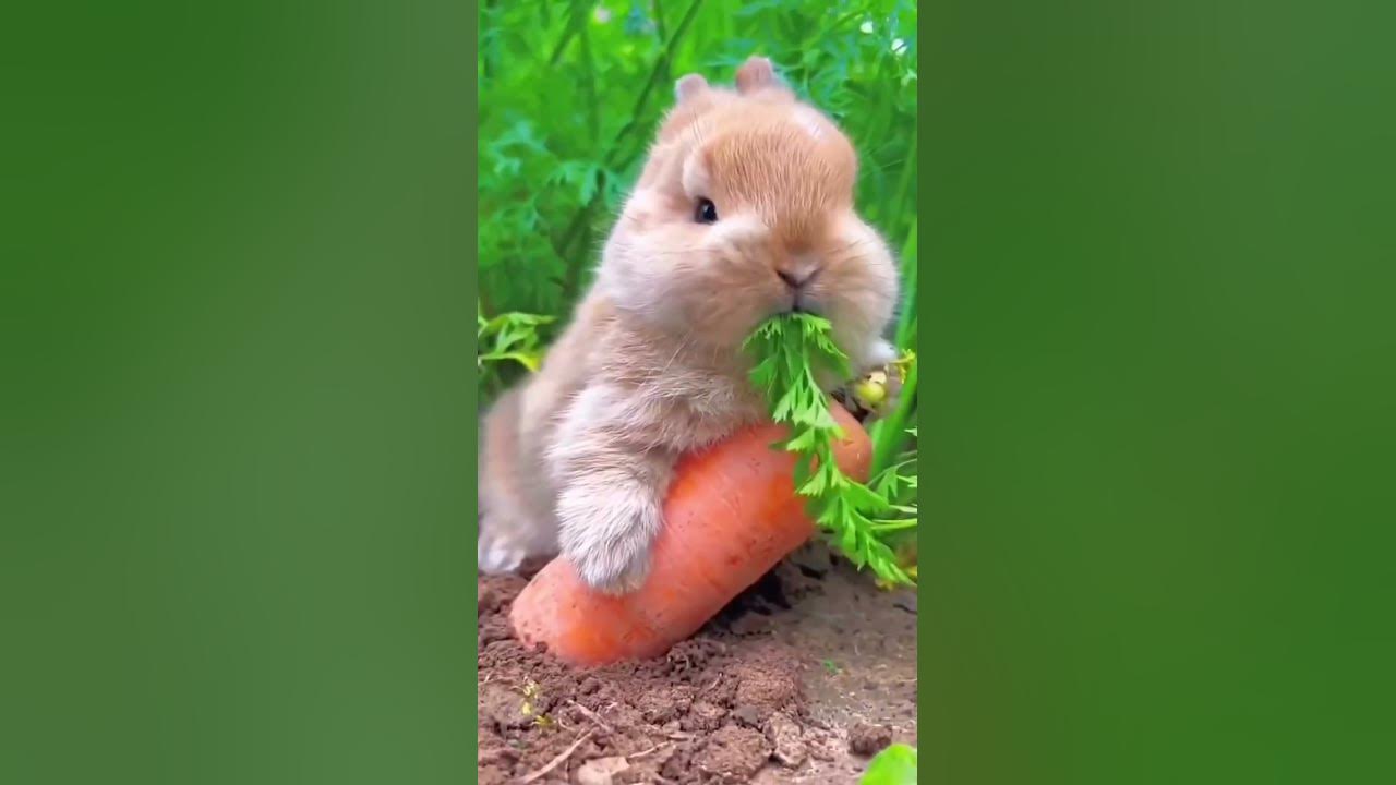 too-much-cute-youtube