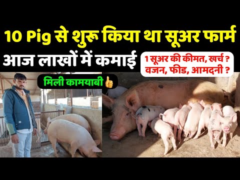 वीडियो: सुअर्स की कीमत कितनी होती है?