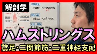 【基礎から勉強・解剖学】ハムストリングス（半腱様筋・半膜様筋・大腿二頭筋）【理学療法士・作業療法士】