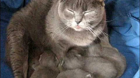 Video 9377911: chartreux cat breed, mom cat baby