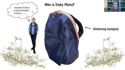 Beginners’ Wildflower ID crib sheets for Wild Flower Hour