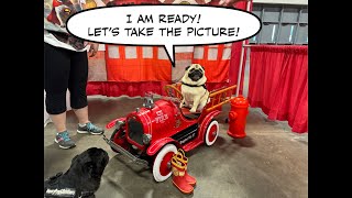 PugFest 2024  Did we get a picture of Pugs in the Firetruck