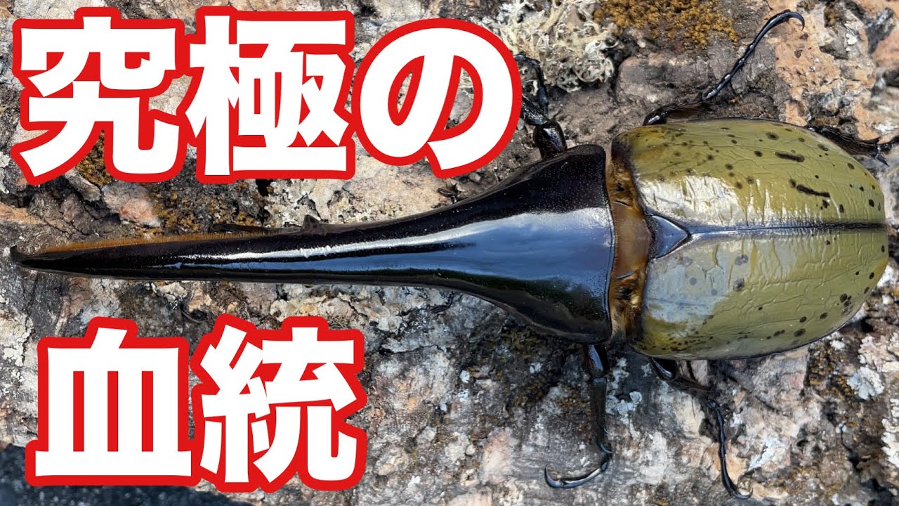 早い者勝ち！　ヘラクレスオオカブト　有名血統　160mm他　まとめて　 超ヤバイ！】160mmUP＆超極太血統ヘラクレスオオカブト降臨！ - YouTube