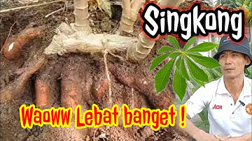 Ternyata tanam singkong stek tidur hasil lebih melimpah !