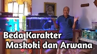Beda Karakter MasKoki dan Arwana
