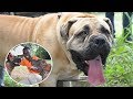 Massive Boerboel dogs gather for the SABBS/BBAG Boerboel Appraisal and Dog Show 2019