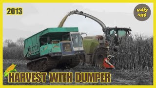 Maïs 2013 Jennissen Aan Het Hakselen Met Ingehuurde Rupsdumpers Van G.m. Damsteegt Liebherr 900