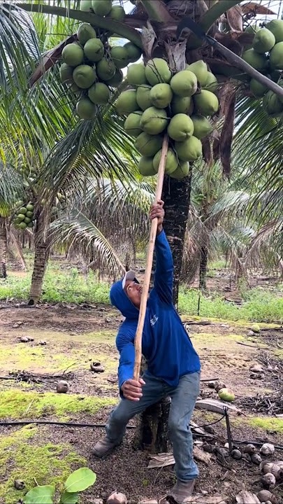 Coconut harvest on modern plantations