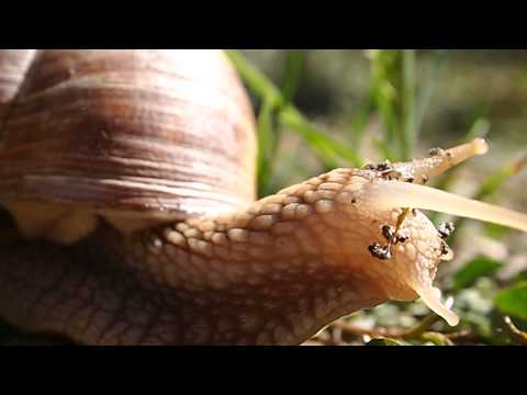 Video: Pseudo-snegl