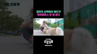 [선공개] 강아지 산책하러 왔다가 케르베로스 된 썰 푼다 #요서비의요즘것들
