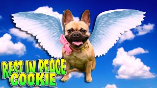 Sad, but Cookie as passed away (slideshow)